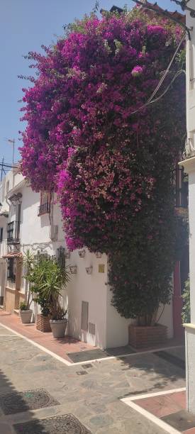 istock Flowers in the village 1440487748