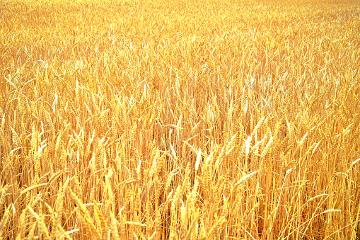 yellow field of ripe wheat close-up background backdrop
