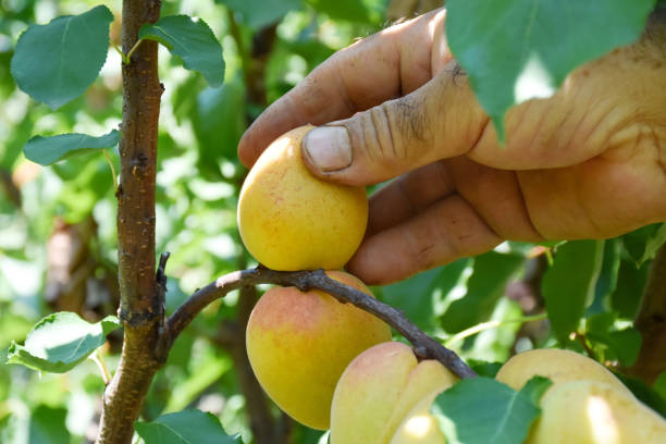 agricultor sosteniendo albaricoques, recogiendo a mano albaricoques de árboles en el jardín - 13603 fotografías e imágenes de stock