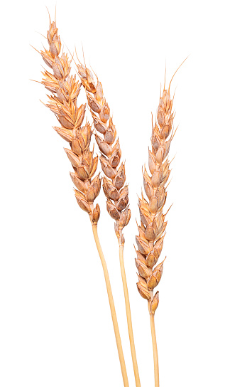 Ripe dry wheat crop cultivated for its seed, a cereal grain used as ingredient in foods as bread, porridge and pasta as source of vegetable protein and dietary fiber cut out on white backdrop