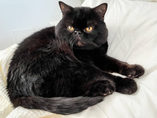 istock black domestic fluffy british cat 1440491655