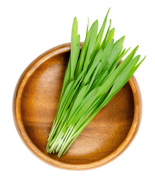 hulless barley microgreens, naked barley seedlings, in wooden bowl - barley grass imagens e fotografias de stock