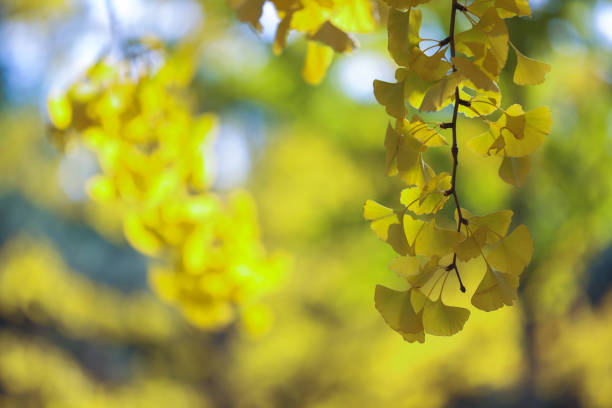 The yellow of ginkgo leaves in autumn