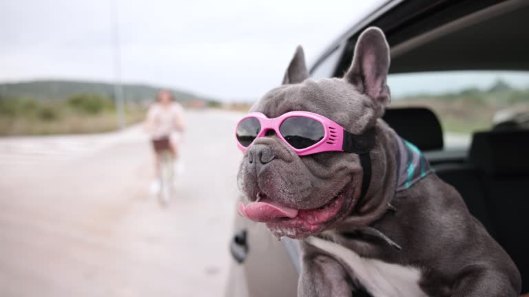 Through open car window, French Bulldog with protective eyewear enjoying the car ride, while unrecognizable woman riding a bicycle behind the car