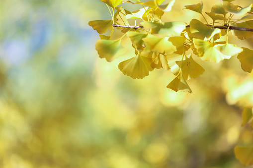 Yellow leaves in autumn park on blurred background