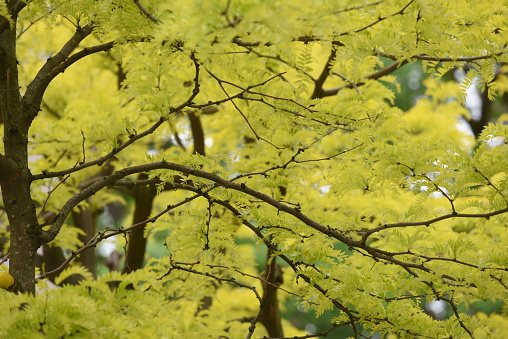 Close-up of yellow leaves of Eastern Redbud, or Eastern Redbud Cercis canadensis. Golden autumn leaves of Judas tree on blurred green background. Selective focus. Place for your text