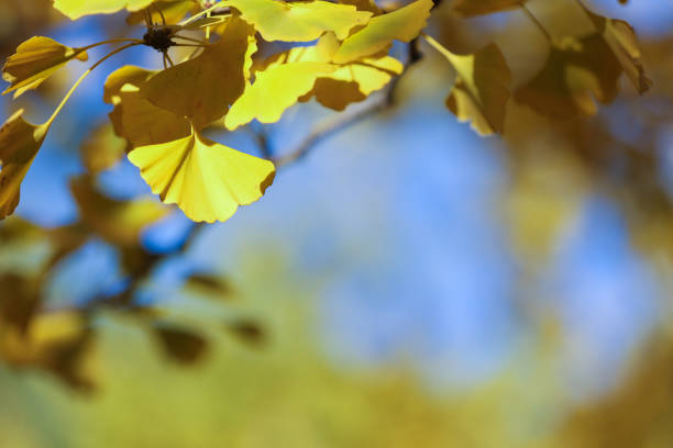 The beauty of trees in the sunlight during sunset, natural backgrounds