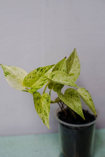istock The white Epipremnum Aureum plant 1440493092
