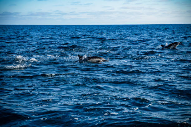 istock Dolphin pod leaping in ocean 1440494622