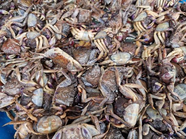 istock Salted crab tray for making papaya salad 1440494911