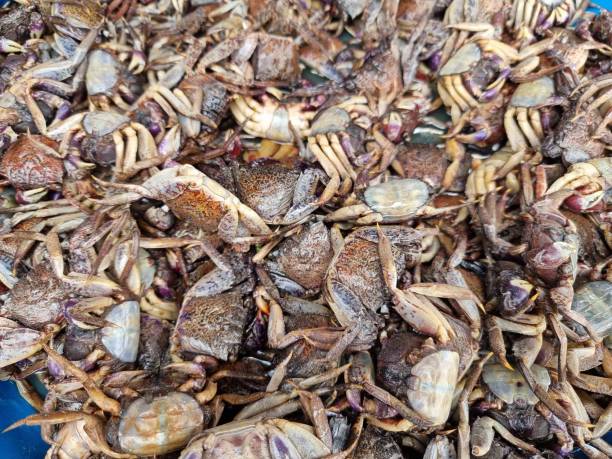 istock Salted crab tray for making papaya salad 1440494915