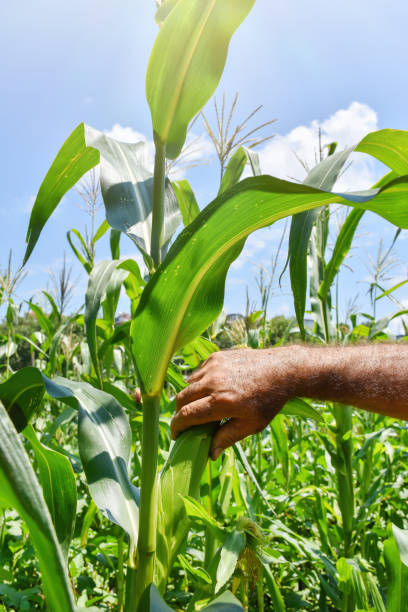 istock Farmer holding corn in the field, harvesting, hand picking corn 1440496044