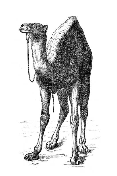 dromedar (camelus dromedarius) - sahara stock-grafiken, -clipart, -cartoons und -symbole