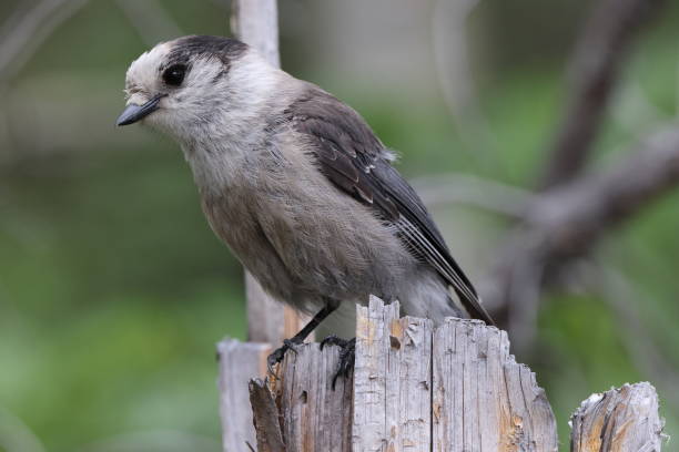 istock Gray Jay Perisoreus canadensis Banff National Park Canada 1440496574