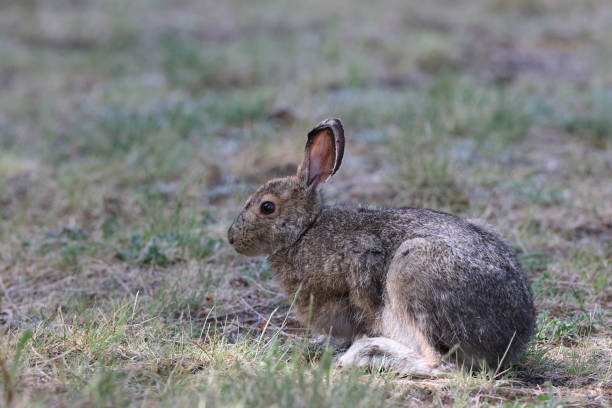 istock Mountain Hare (Lepus timidus) Jasper National Park Kanada 1440497283