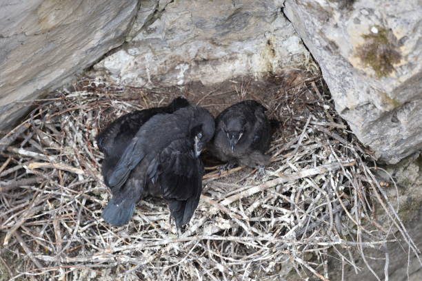 istock Common Raven (Corvus corax) Maligne Canyon Jasper Kanada 1440497321