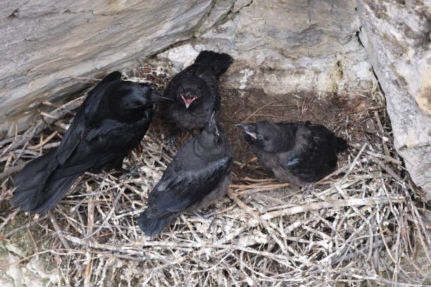 istock Common Raven (Corvus corax) Maligne Canyon Jasper Kanada 1440497322