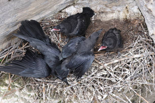 istock Common Raven (Corvus corax) Maligne Canyon Jasper Kanada 1440497406