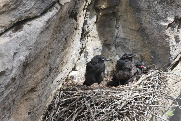 istock Common Raven (Corvus corax) Maligne Canyon Jasper Kanada 1440497454
