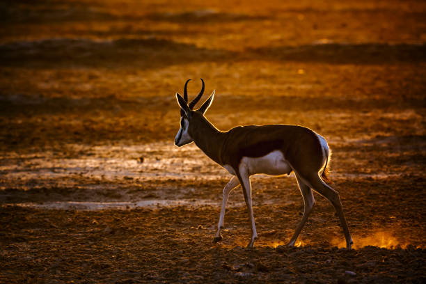istock Springbok in Kgalagadi transfrontier park, South Africa 1440497507
