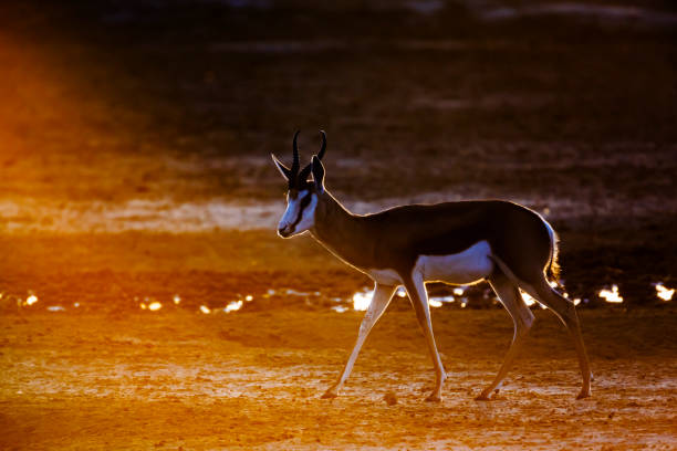istock Springbok in Kgalagadi transfrontier park, South Africa 1440497558