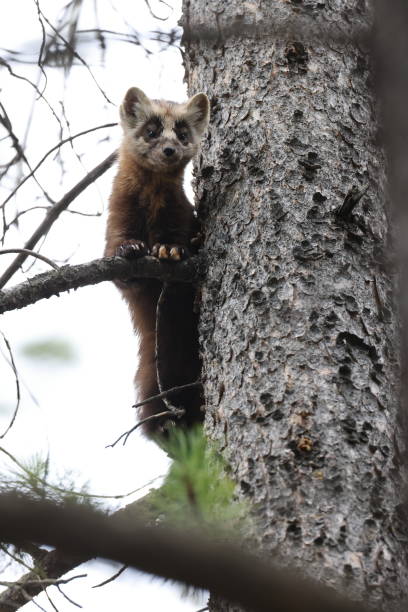 istock Pine Marten Banff National Park Kanada 1440497860