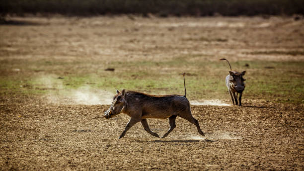 istock Common warthog in Kgalagadi transfrontier park, South Africa 1440498767