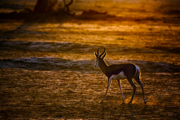 istock Springbok in Kgalagadi transfrontier park, South Africa 1440498978