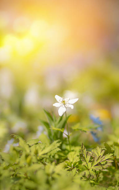 istock flowers primroses corydalis ambigua on a bright green background 1440499186