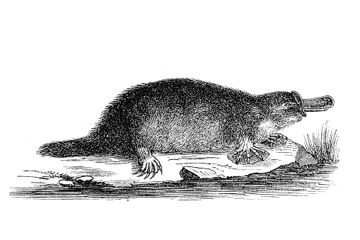 The brown platypus