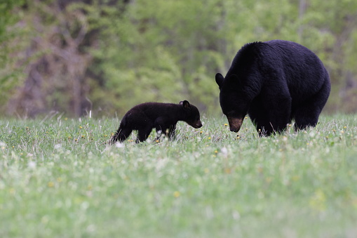 Black bear family posing for camera. Mother bear and two cubs sitting next to each other looking into camera.