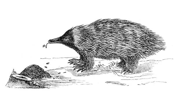 illustrations, cliparts, dessins animés et icônes de echidna parfois connu sous le nom de fourmiliers épineux, - echidna