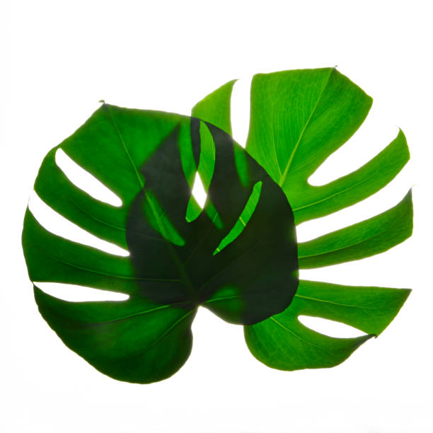 istock Two Isolate Dark green Monstera large leaves on white background 1440500320