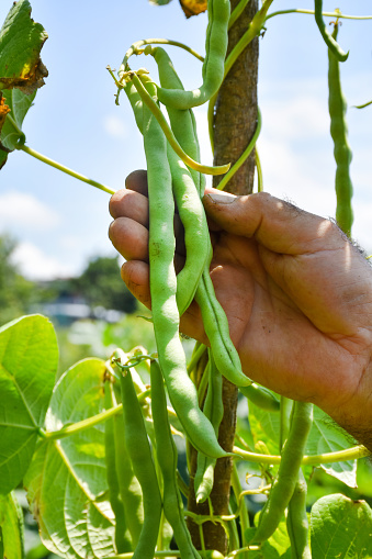 Farmer holding green beans, hand picking green beans from tree in the garden