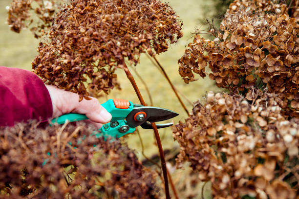 Person cut old hydrangeas flowers down before the Winter. Autumn home gardening work concept. stock photo