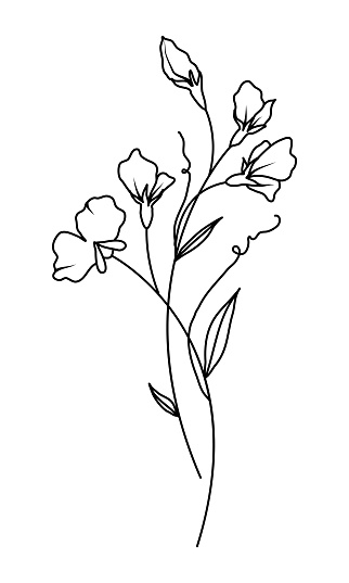 Sweet Pea April Birth Month Flower, Hand Drawn Black Floral Illustration on White Background, Simple Tattoo Design
