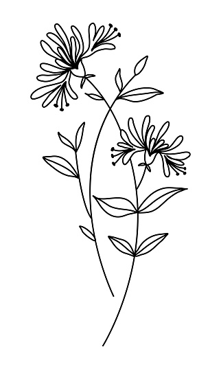 Honeysuckle June Birth Month Flower, Hand Drawn Black Floral Illustration on White Background, Simple Tattoo Design