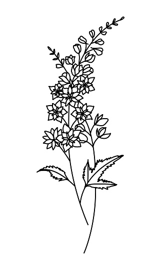 Larkspur July Birth Month Flower, Hand Drawn Black Floral Illustration on White Background, Simple Tattoo Design