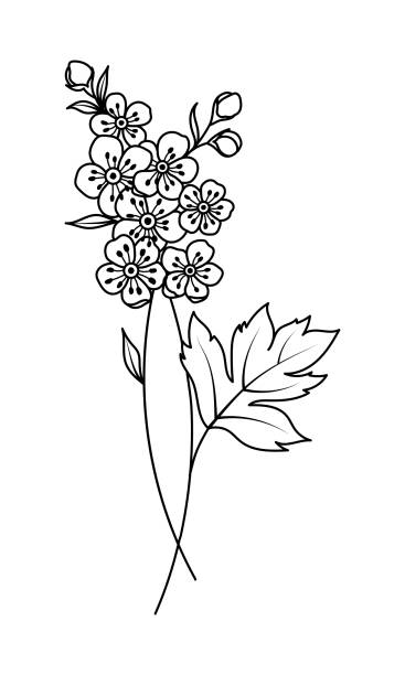 weißdorn mai geburtsmonat blume illustration - hawthorn stock-grafiken, -clipart, -cartoons und -symbole