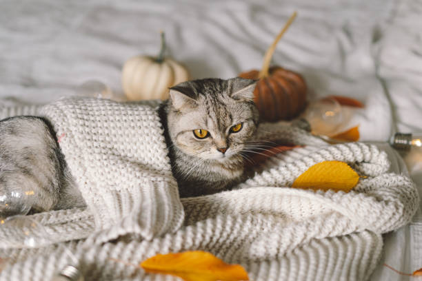 istock A cute cat on a soft sweater on a bed with decorative garland 1440501643