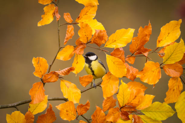 istock Colorful great tit Parus major perched on a tree, photographed in horizontal, autumn time 1440502621