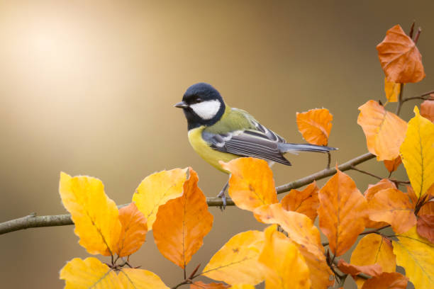 istock Colorful great tit Parus major perched on a tree, photographed in horizontal, autumn time 1440502635