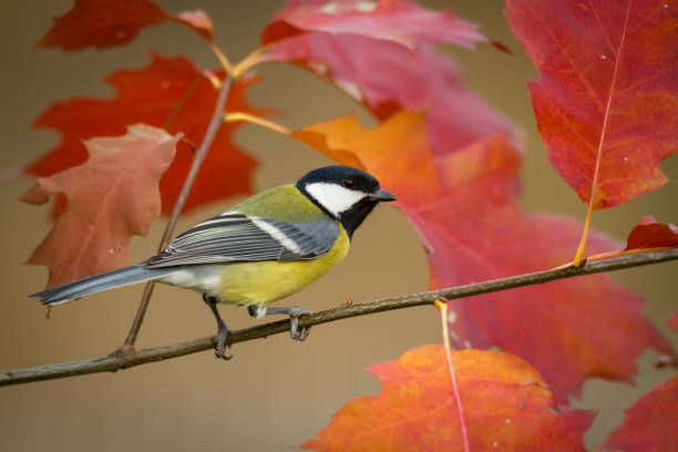 istock Colorful great tit Parus major perched on a tree, photographed in horizontal, autumn time 1440502638