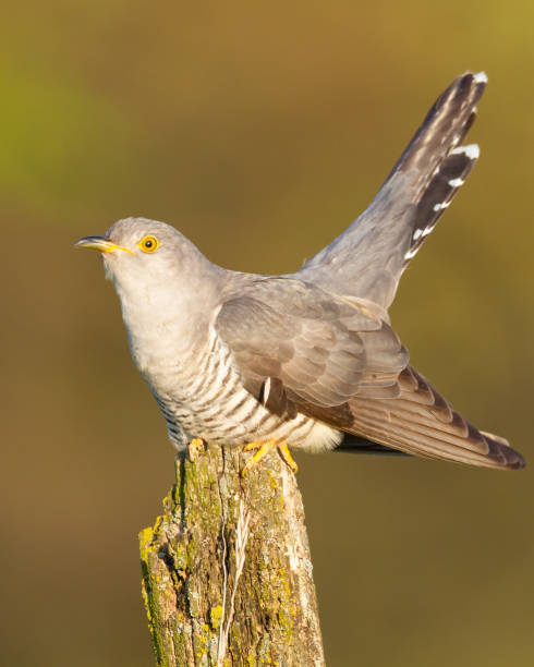 istock Cuckoo, Cuculus canorus, single bird - male on green background 1440502661