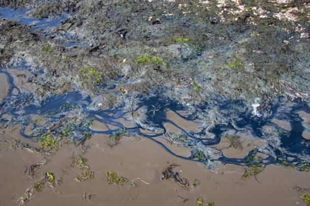 areia preta e marrom formando um padrão natural durante a maré baixa no mar do norte - silt sand textured black sand - fotografias e filmes do acervo