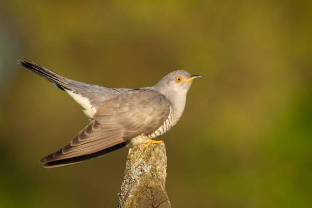 istock Cuckoo, Cuculus canorus, single bird - male on green background 1440502776
