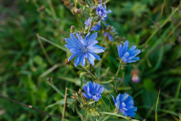 istock Common Chicory or Cichorium intybus 1440502828