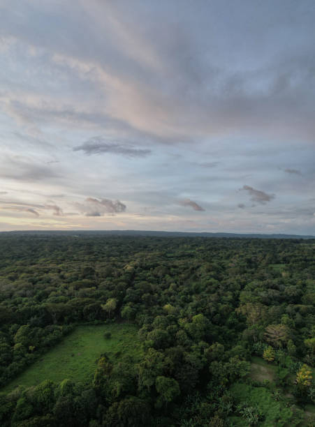 istock Light blue sky over green jungle 1440502883