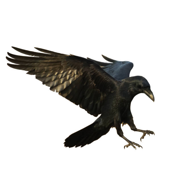 istock Birds - Common Raven Corvus corax isolated on white background 1440502913