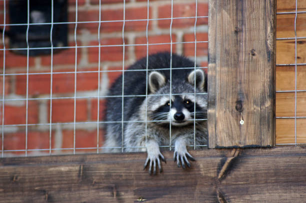 istock Raccoon as a pet looking for food 1440502965